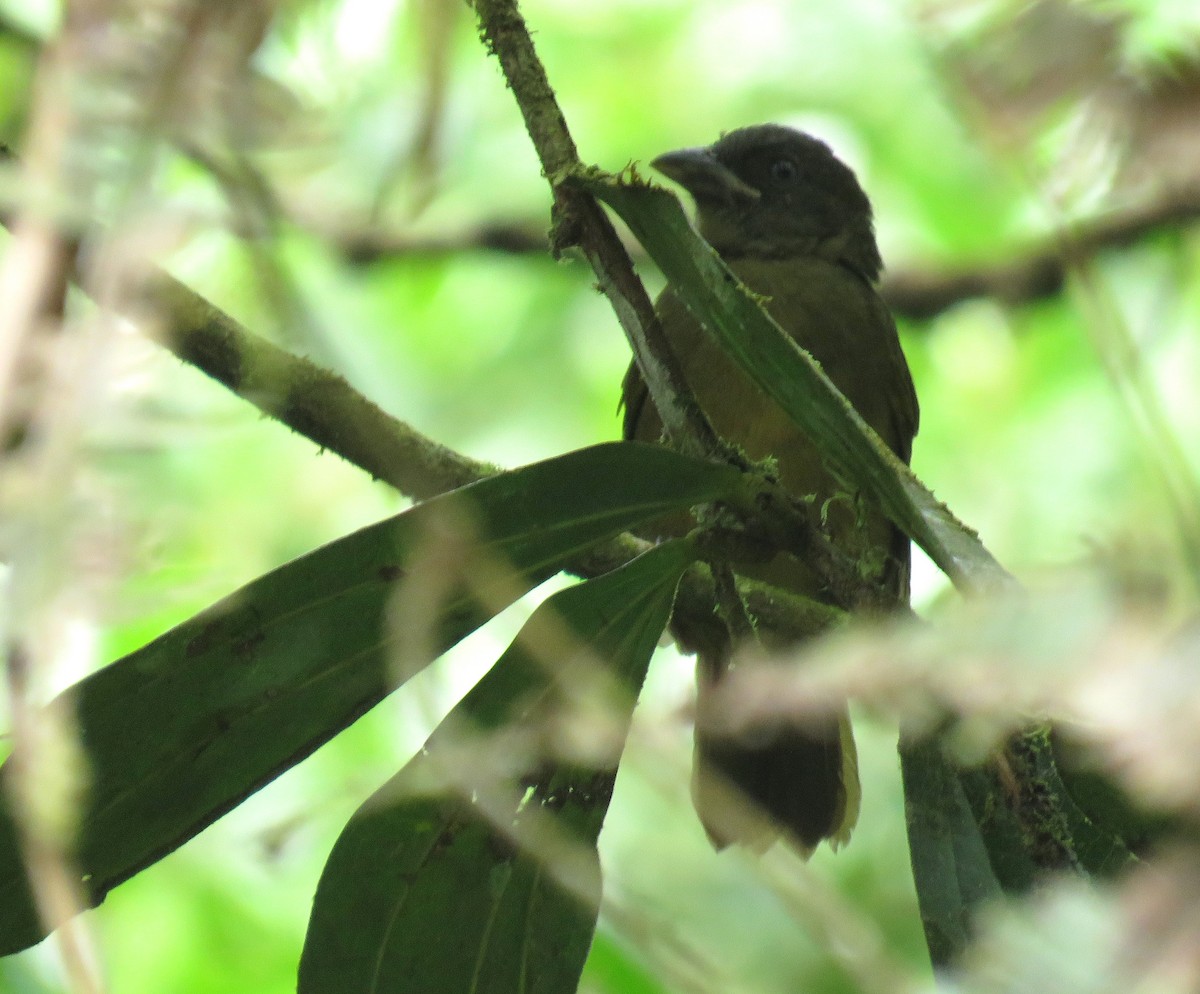 Ochre-breasted Tanager - ML645267533