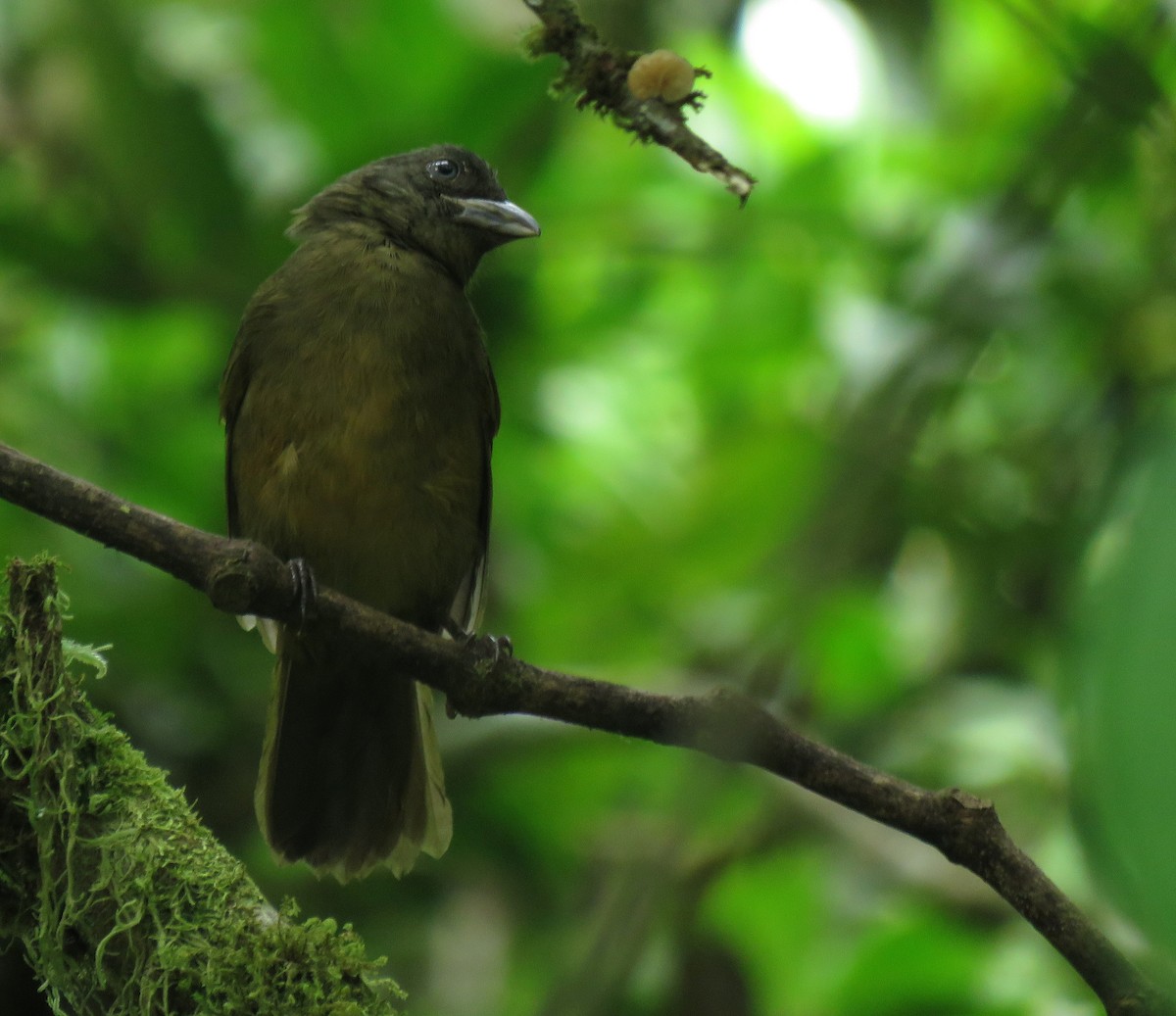 Ochre-breasted Tanager - ML645267534