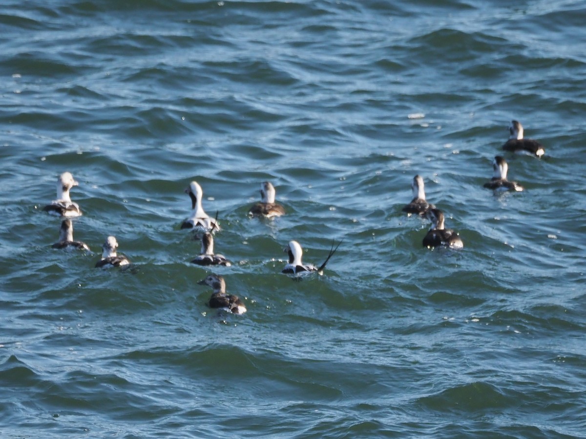 Moretta codona - ML645267535