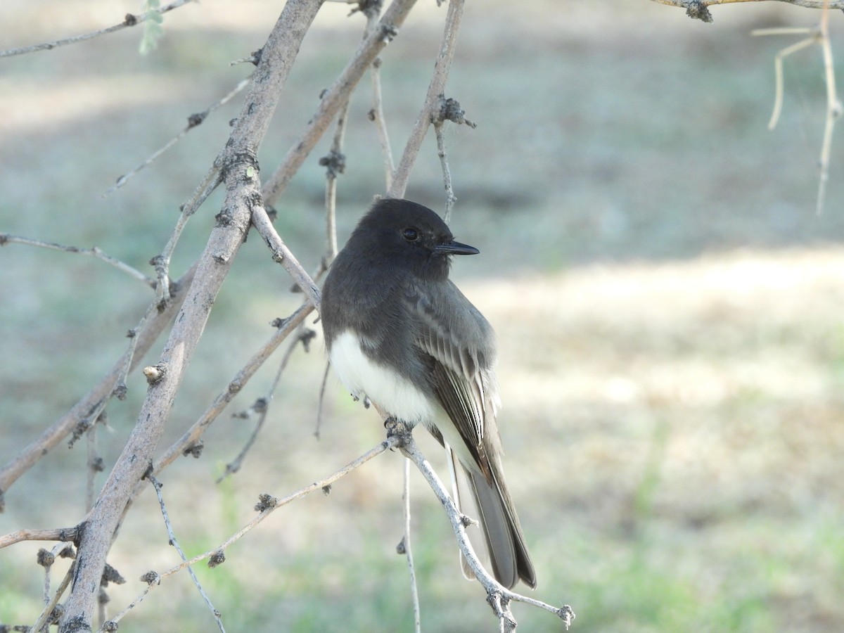Black Phoebe - ML645267537