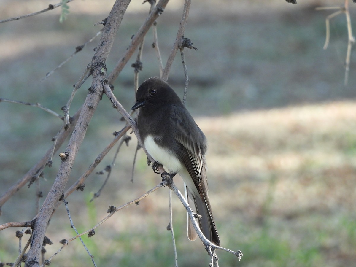Black Phoebe - ML645267539