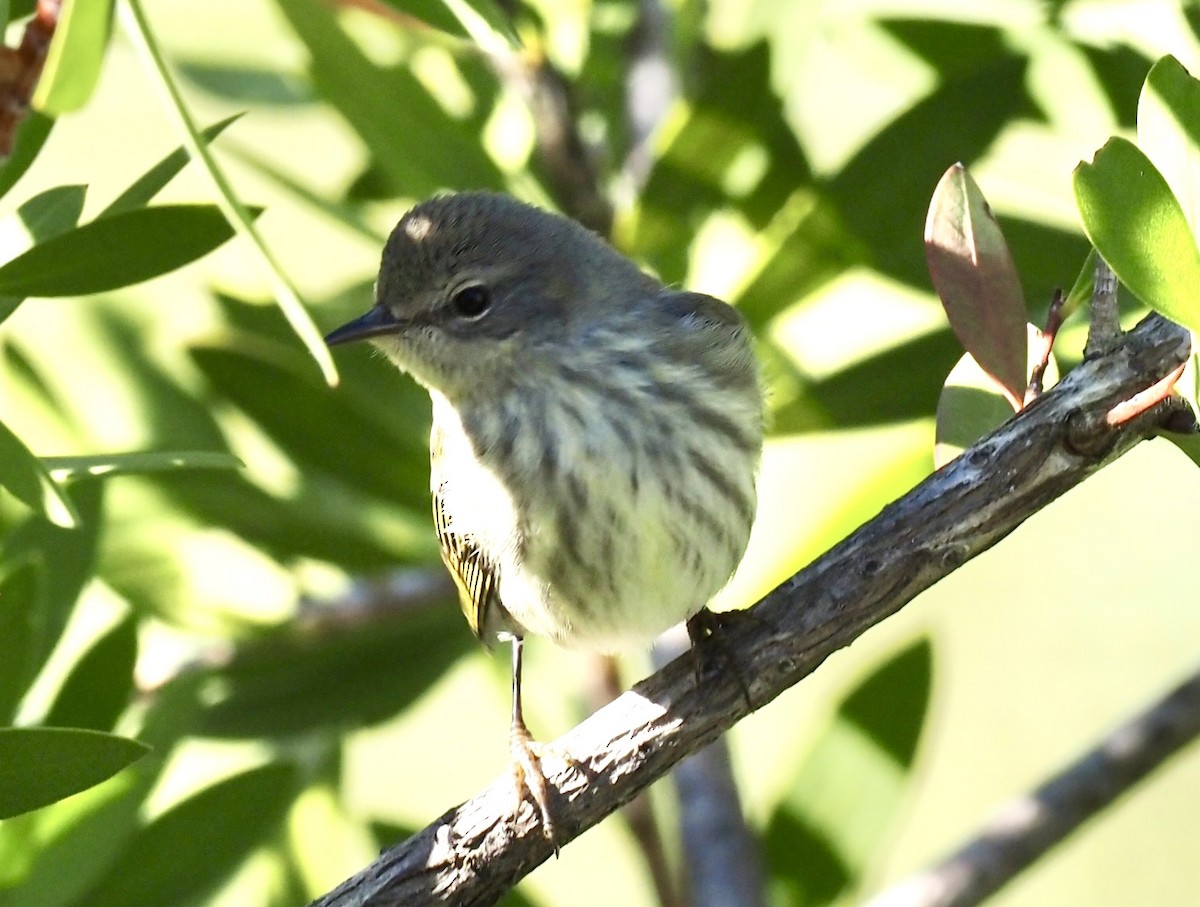 Cape May Warbler - ML645267545