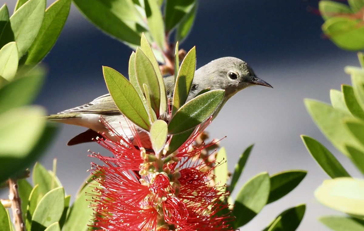 Cape May Warbler - ML645267546