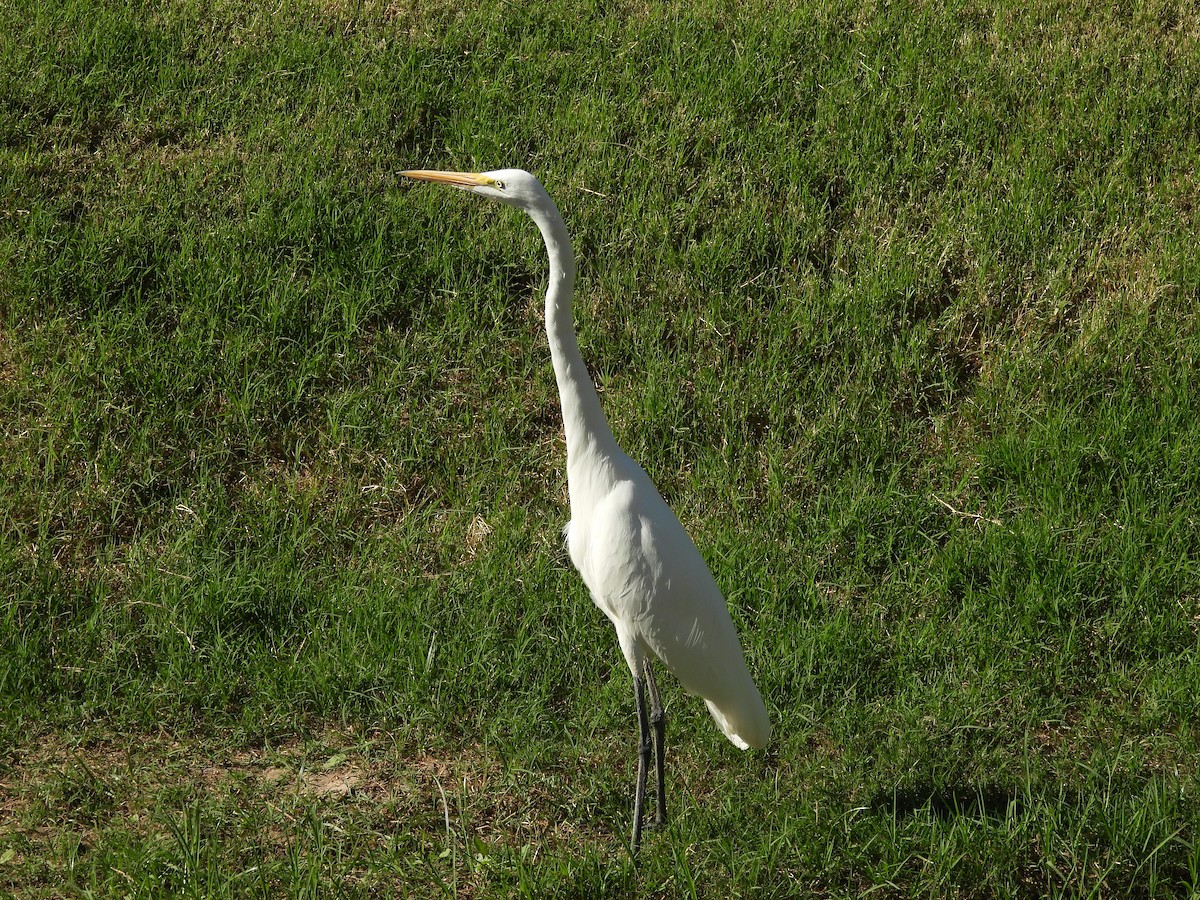 Great Egret (American) - ML645267556