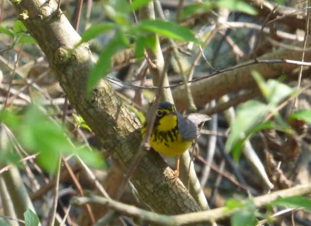 Reinita Canadiense - ML645267557