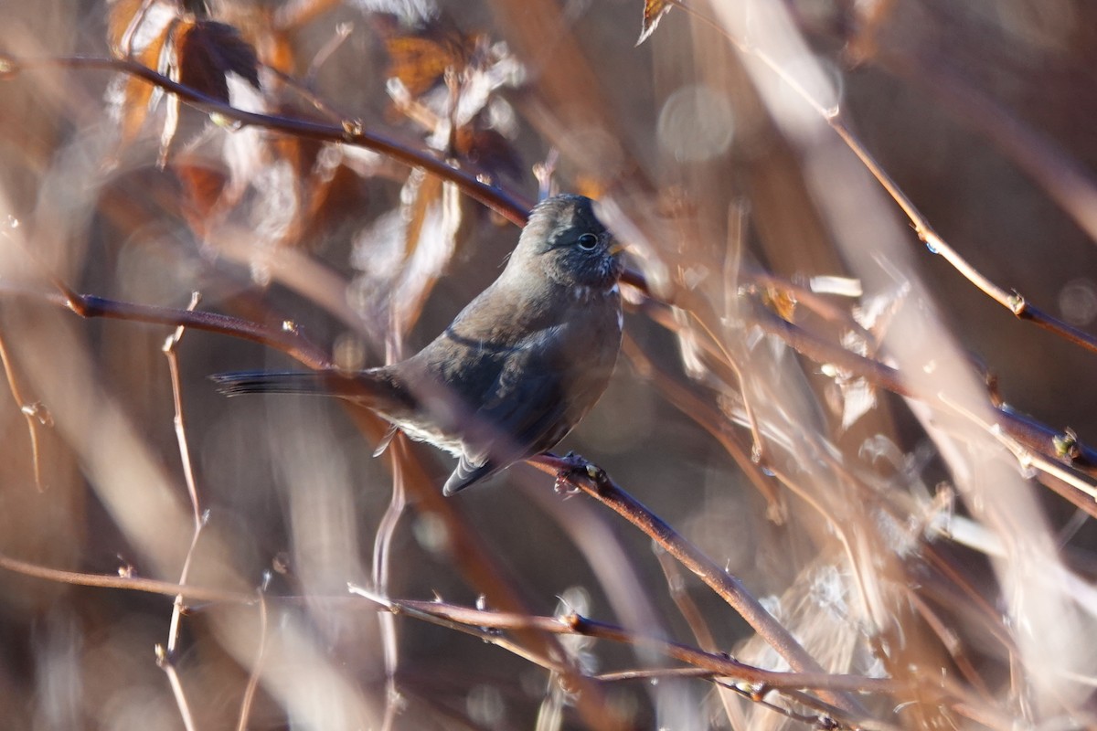 Fox Sparrow (Sooty) - ML645267571