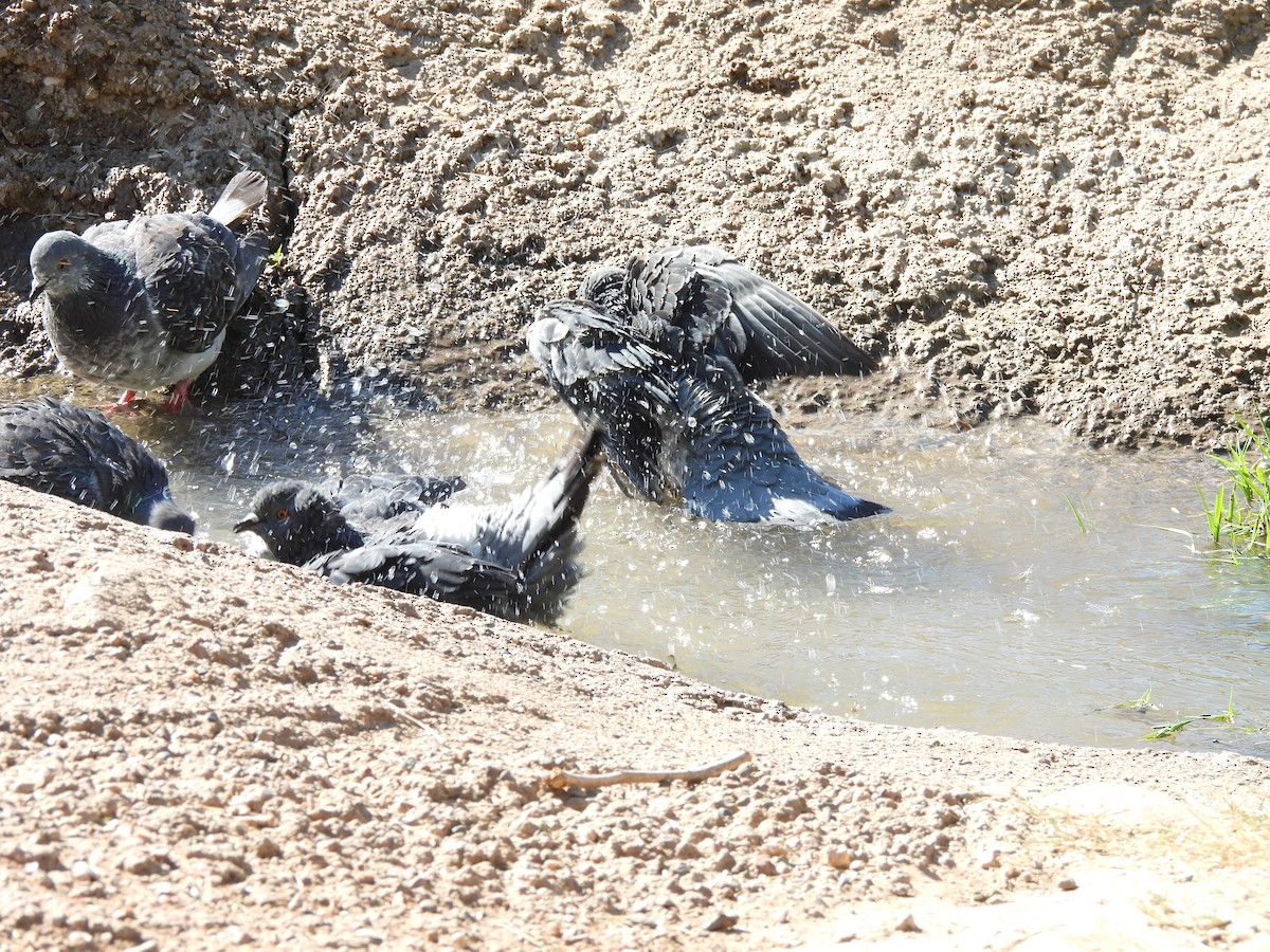 Rock Pigeon (Feral Pigeon) - ML645267601