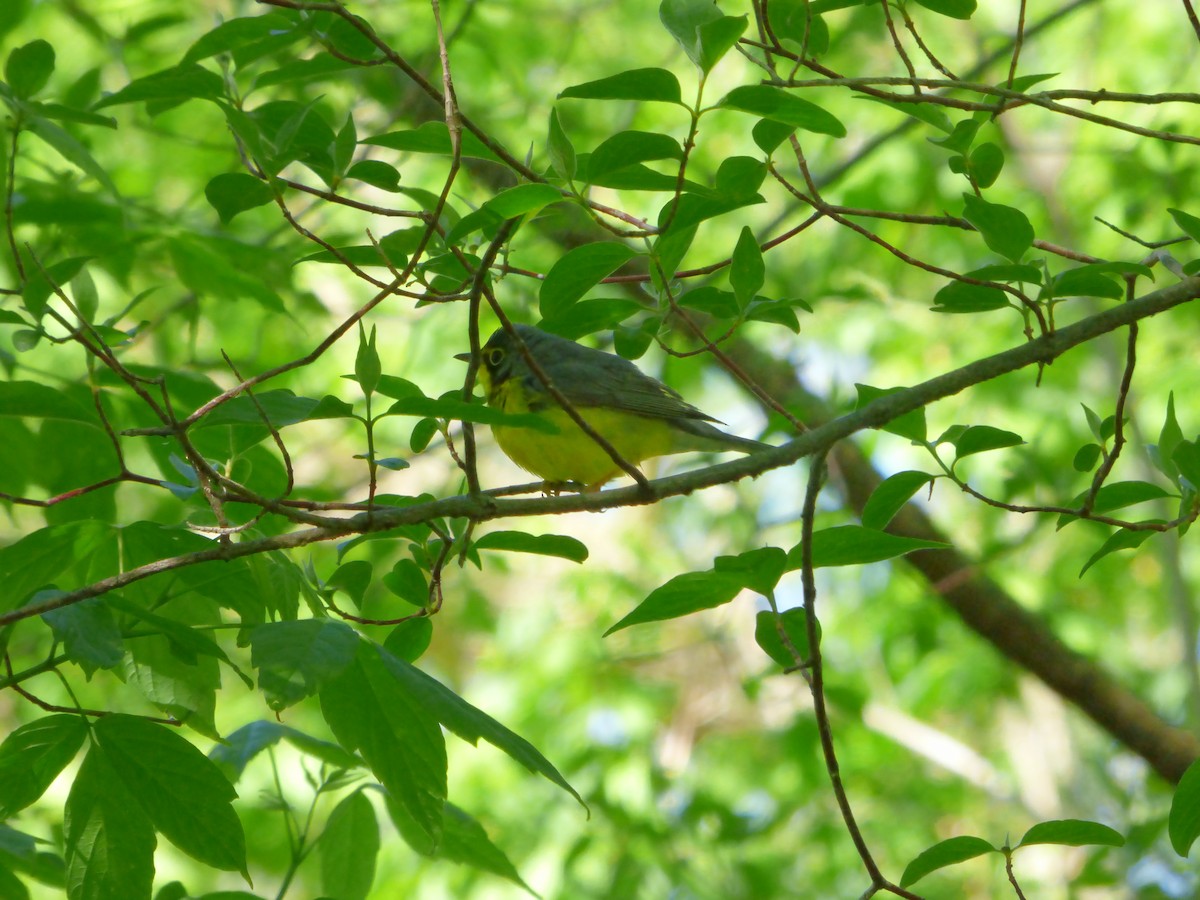 Reinita Canadiense - ML645267602