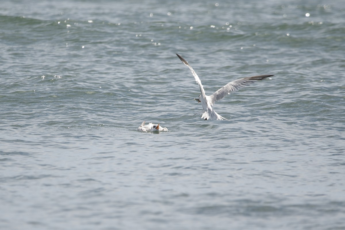 Royal Tern - ML645267610