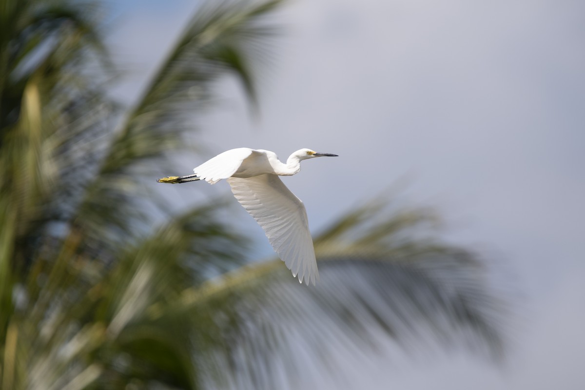 Snowy Egret - ML645267617