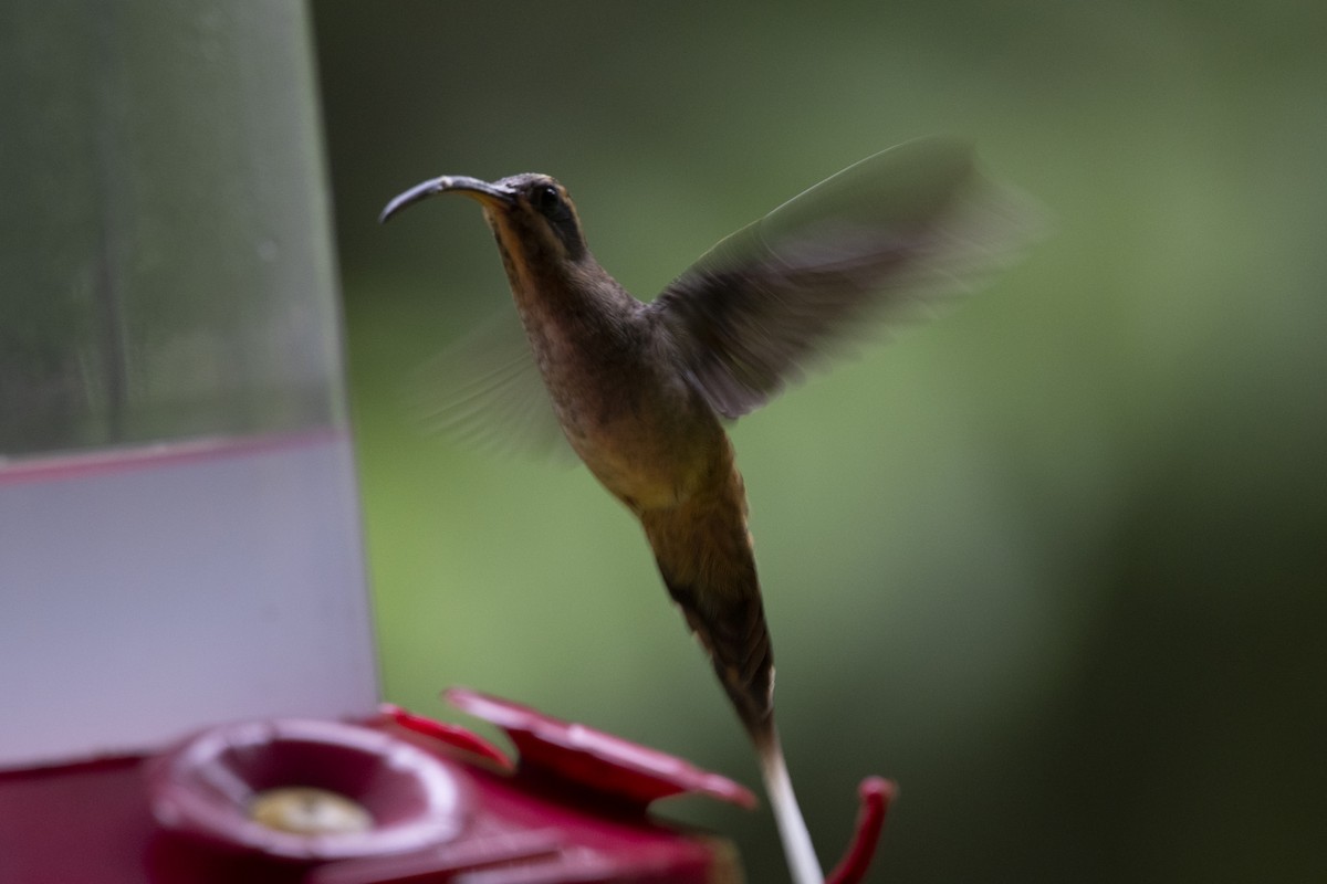 Long-billed Hermit - ML645267637