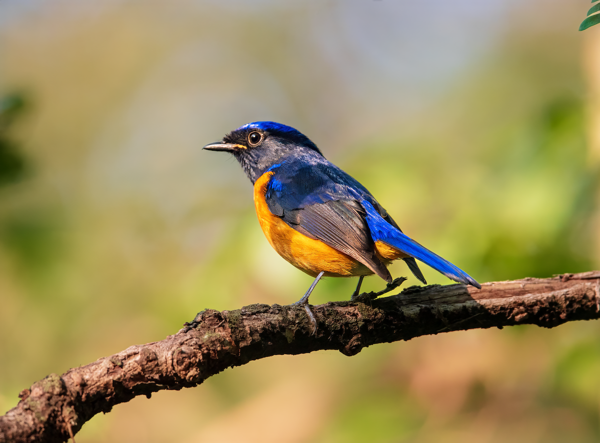 Rufous-bellied Niltava - ML645267639