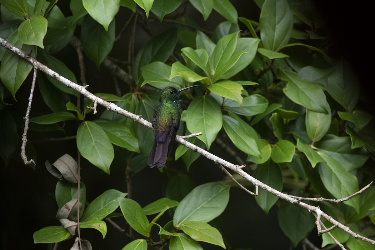 Bronze-tailed Plumeleteer - ML645267643