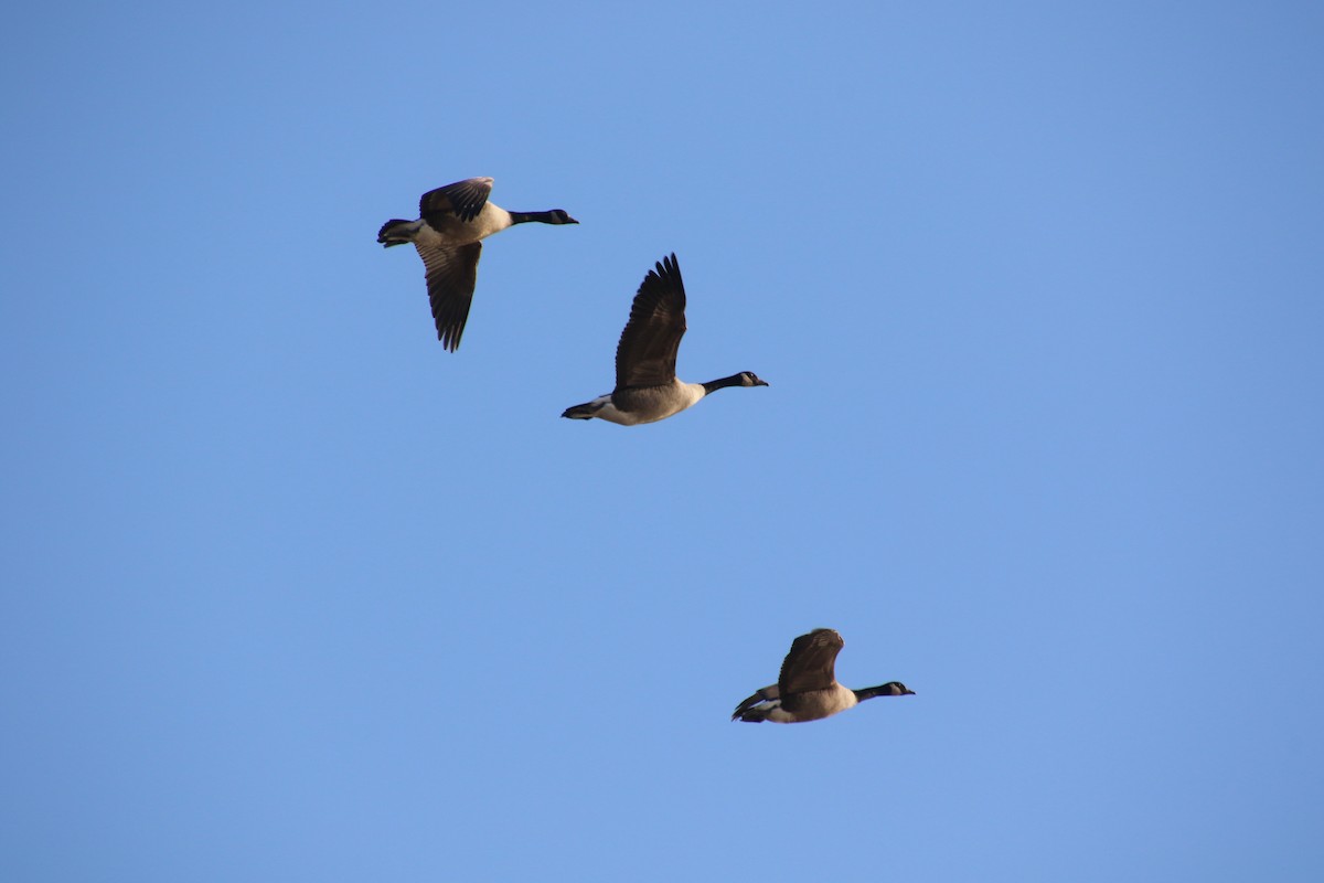 Canada Goose - ML645267646