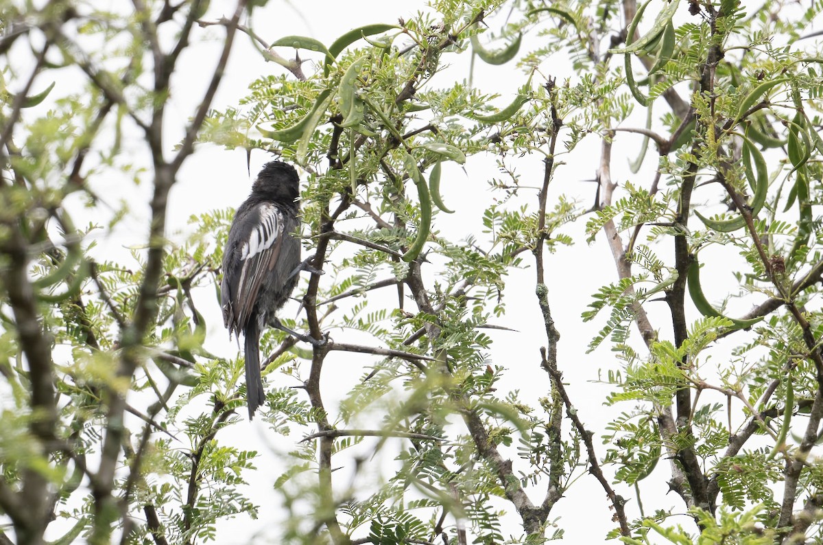 sotmeis - ML645267649