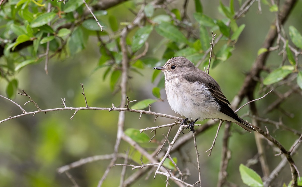 Spotted Flycatcher - ML645267666