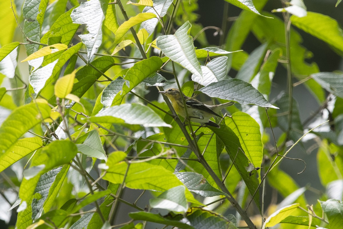 Blackburnian Warbler - ML645267668