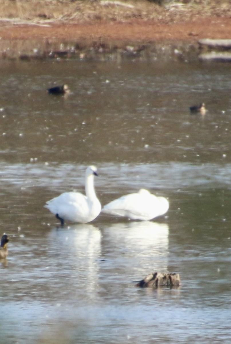 Tundra Swan - ML645267669