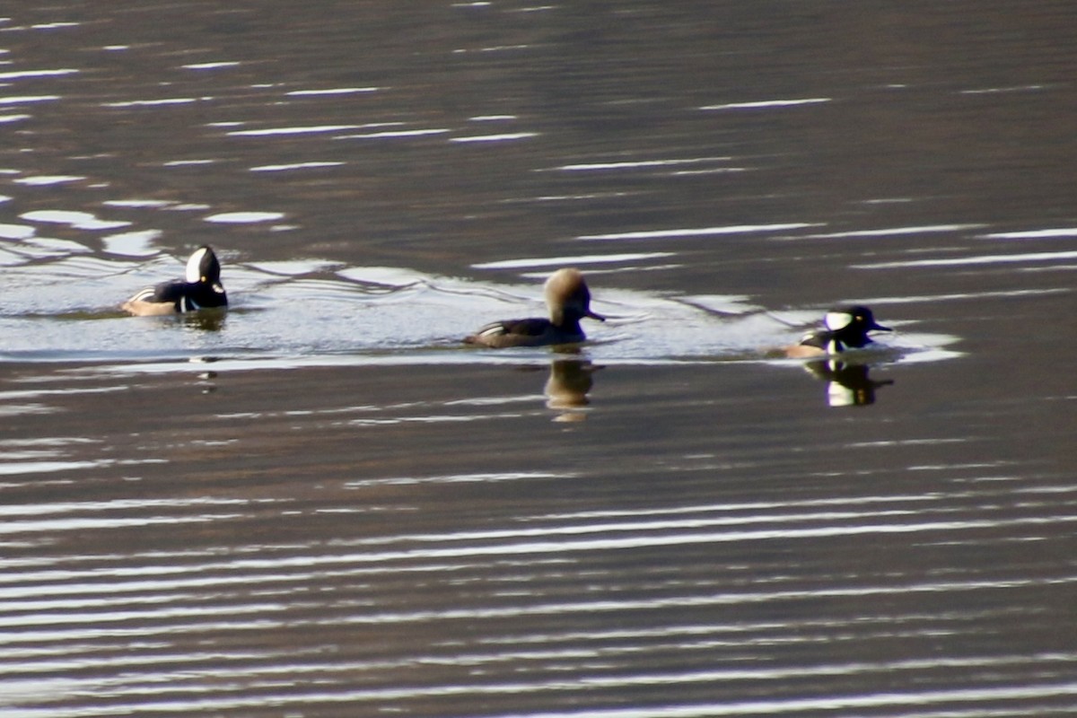 Hooded Merganser - ML645267672