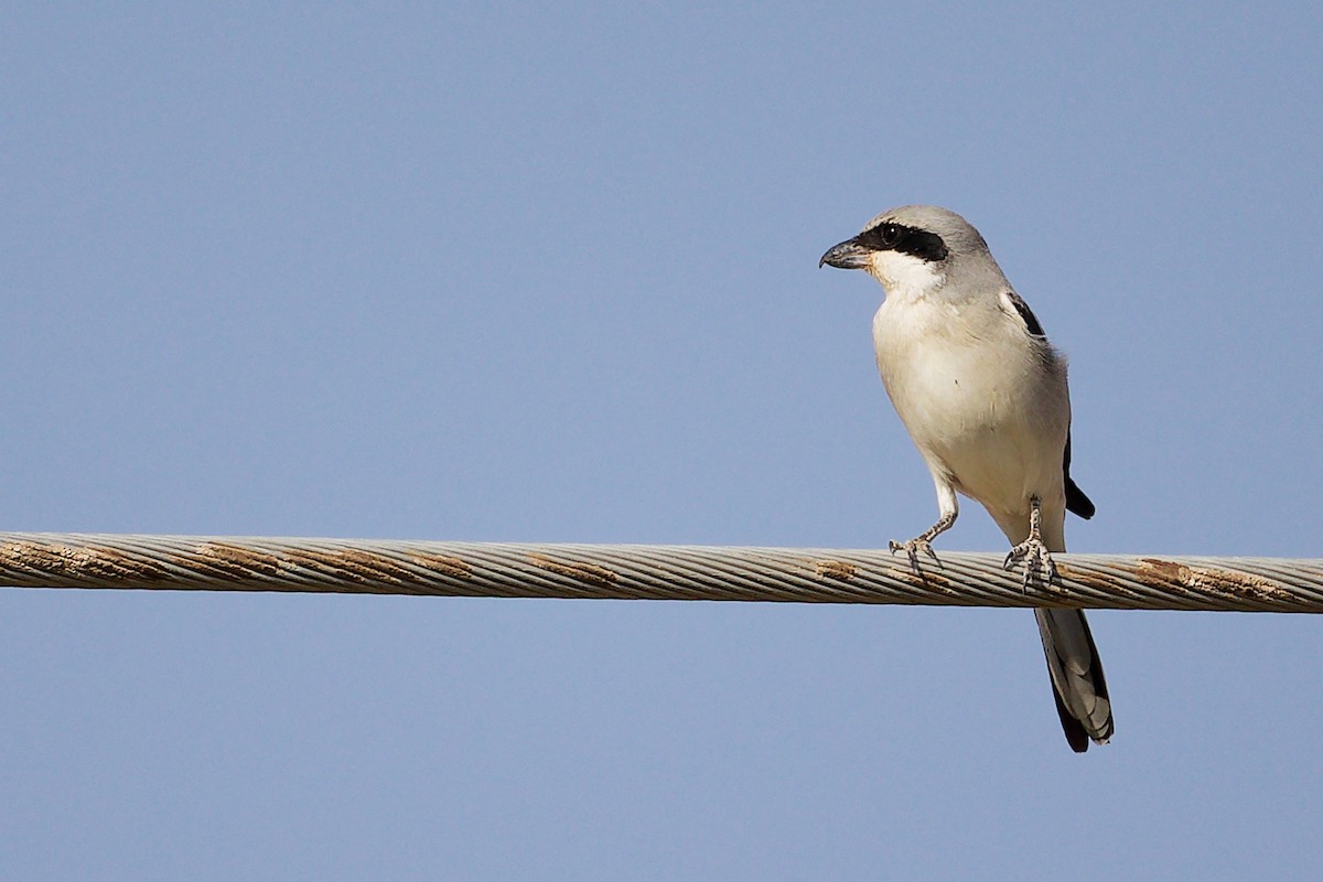 Great Gray Shrike (Arabian) - ML645267682