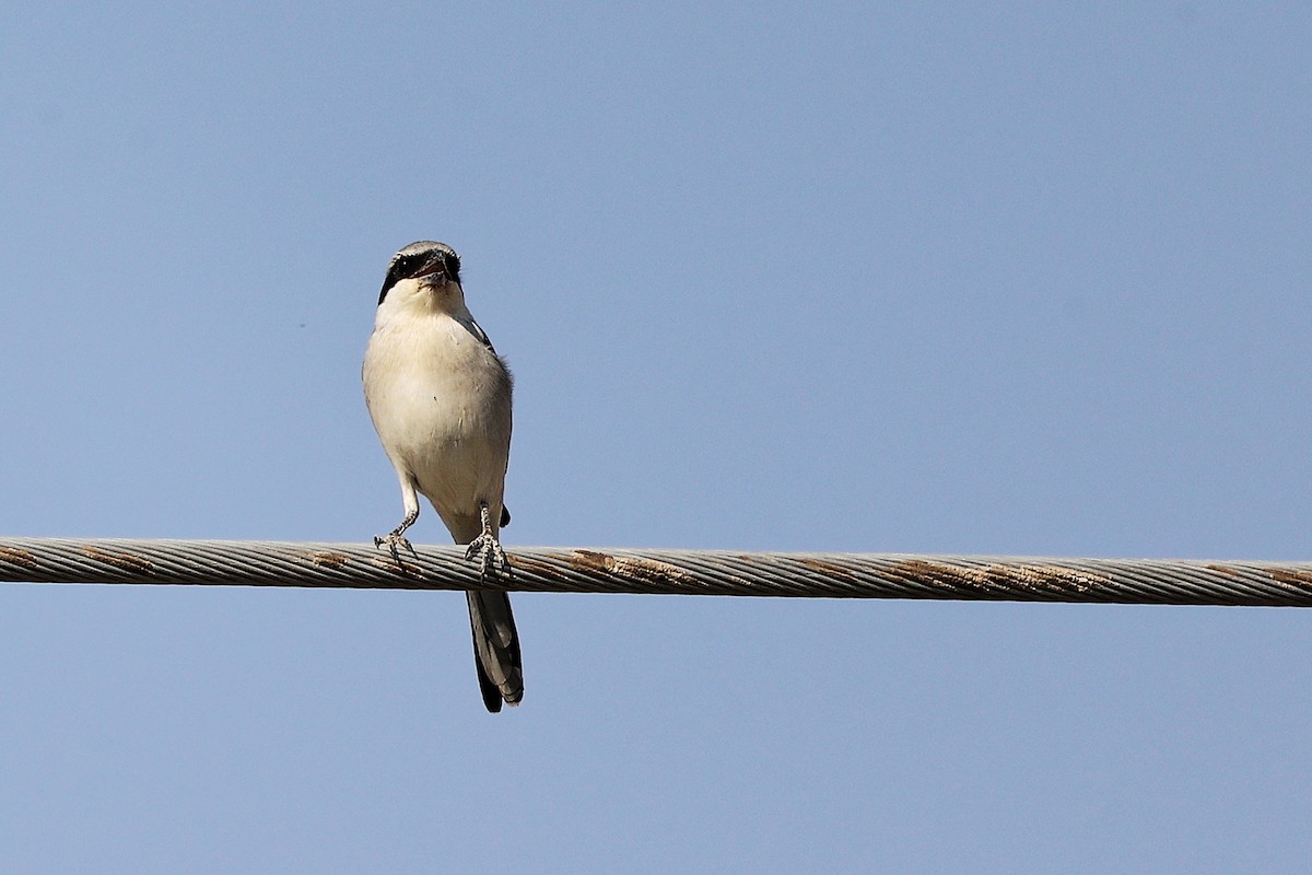 Great Gray Shrike (Arabian) - ML645267683