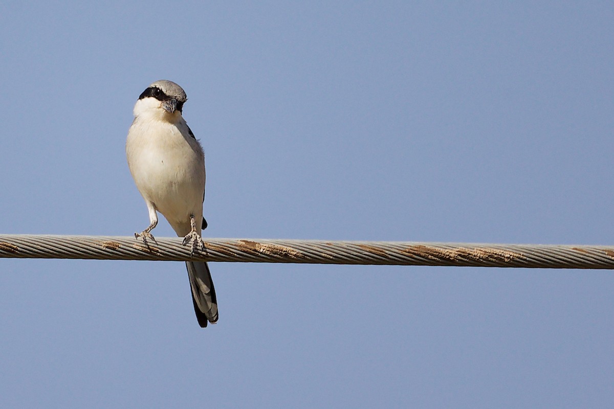 Great Gray Shrike (Arabian) - ML645267684