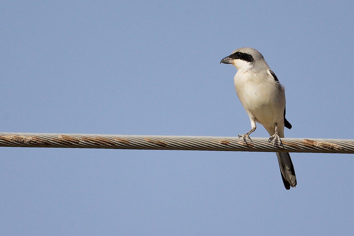 Great Gray Shrike (Arabian) - ML645267685