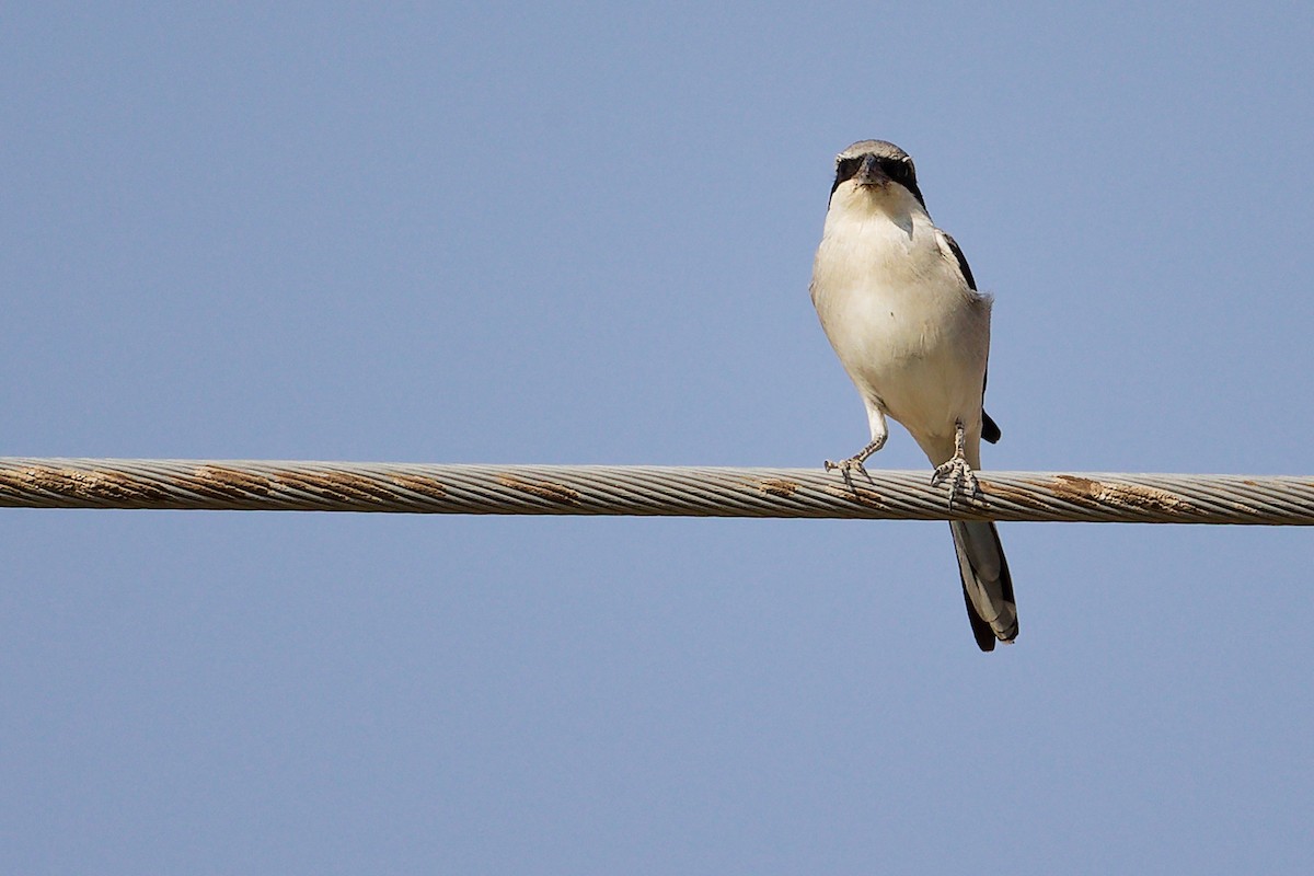 Great Gray Shrike (Arabian) - ML645267686