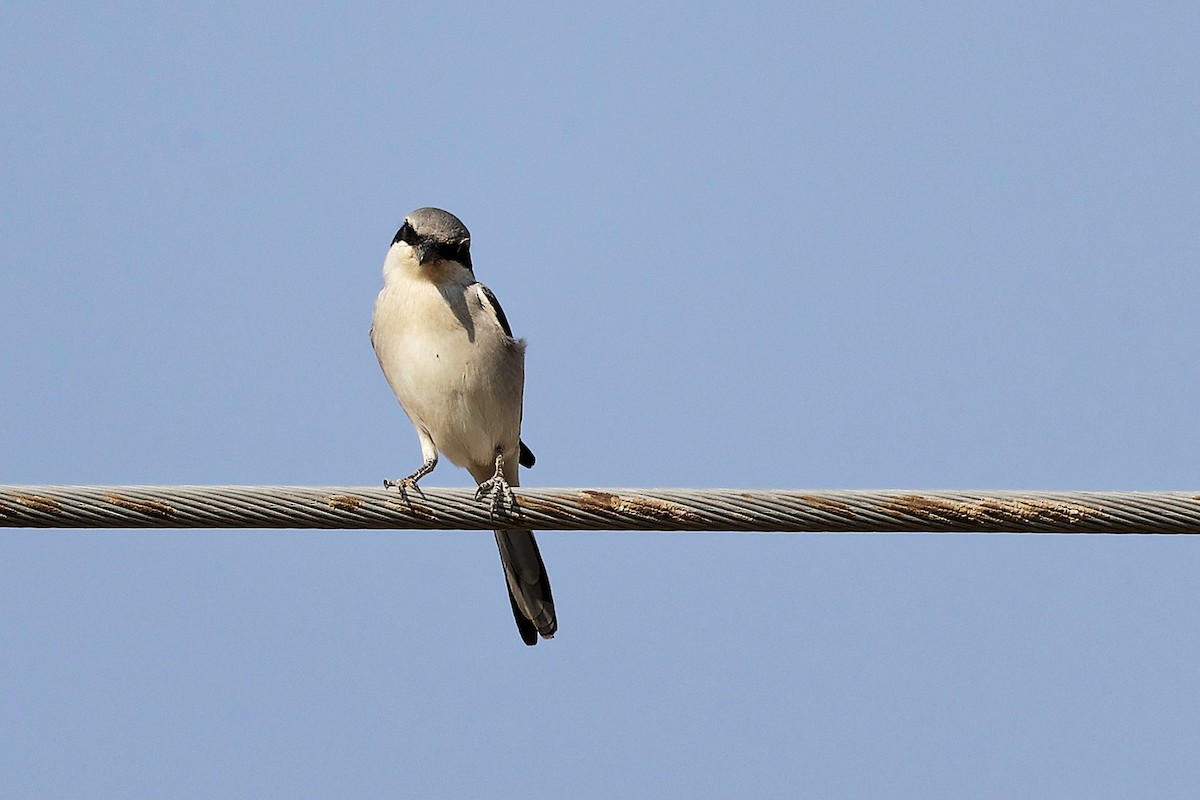 Great Gray Shrike (Arabian) - ML645267687