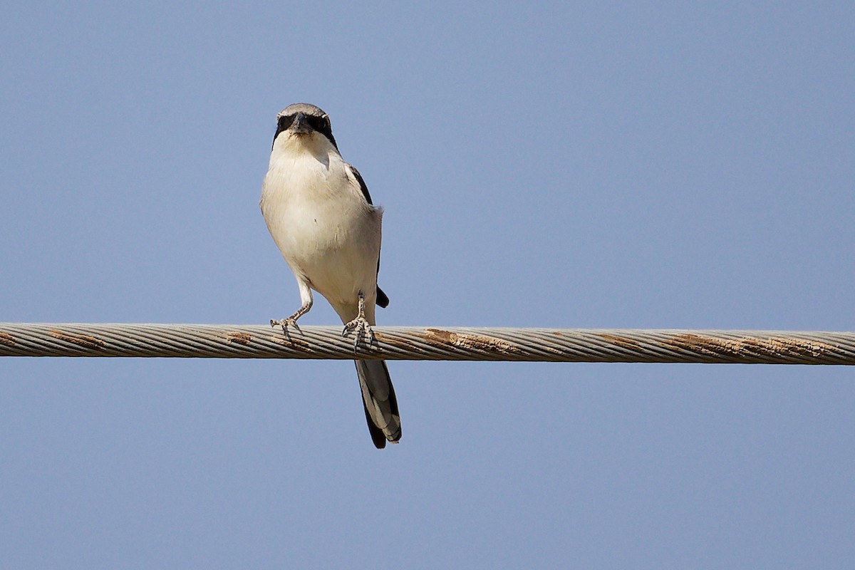 Great Gray Shrike (Arabian) - ML645267689