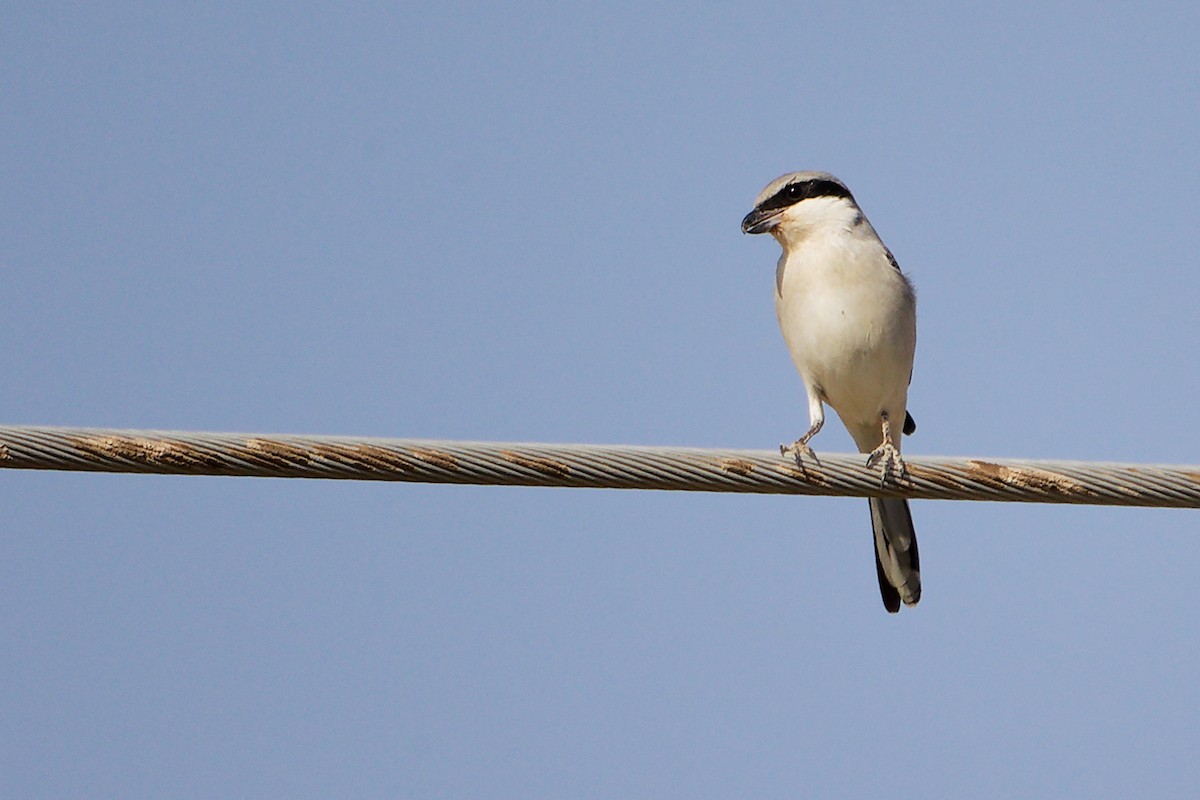 Great Gray Shrike (Arabian) - ML645267690