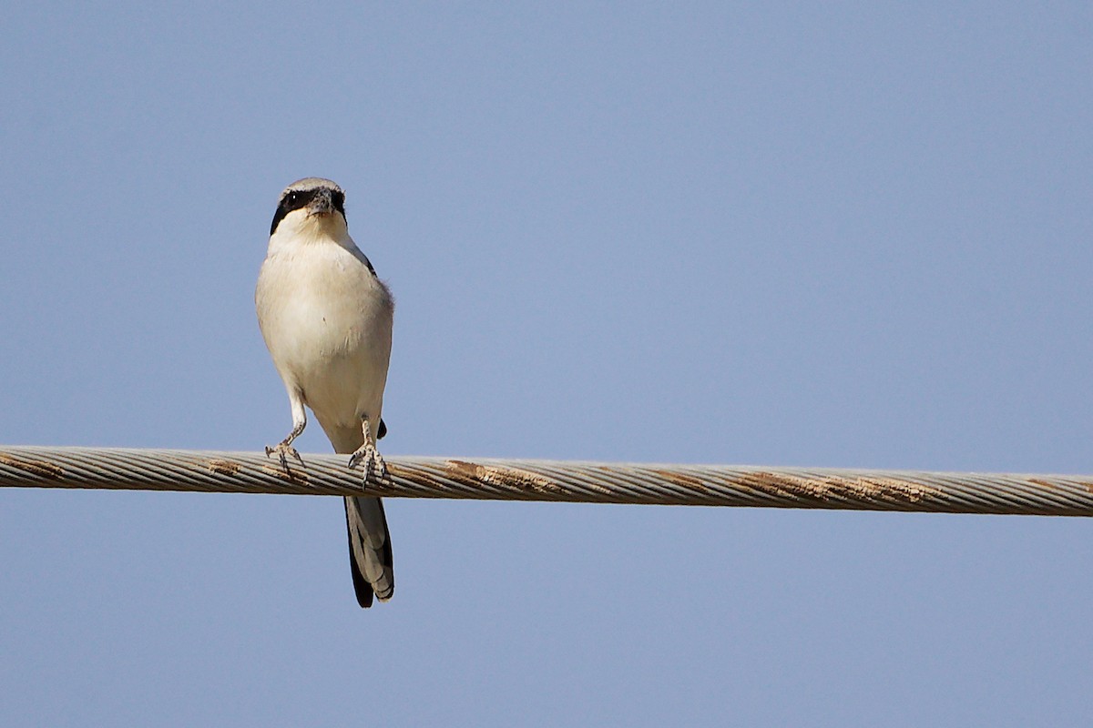 Great Gray Shrike (Arabian) - ML645267691