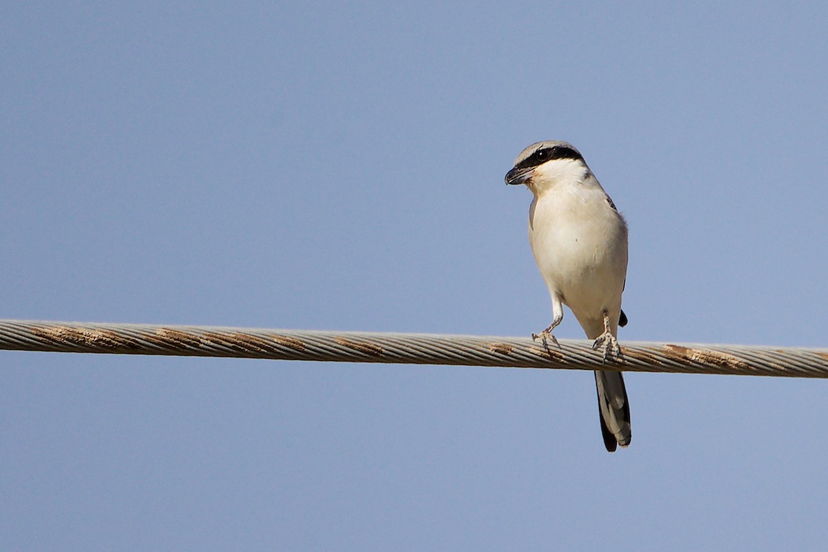 Great Gray Shrike (Arabian) - ML645267692
