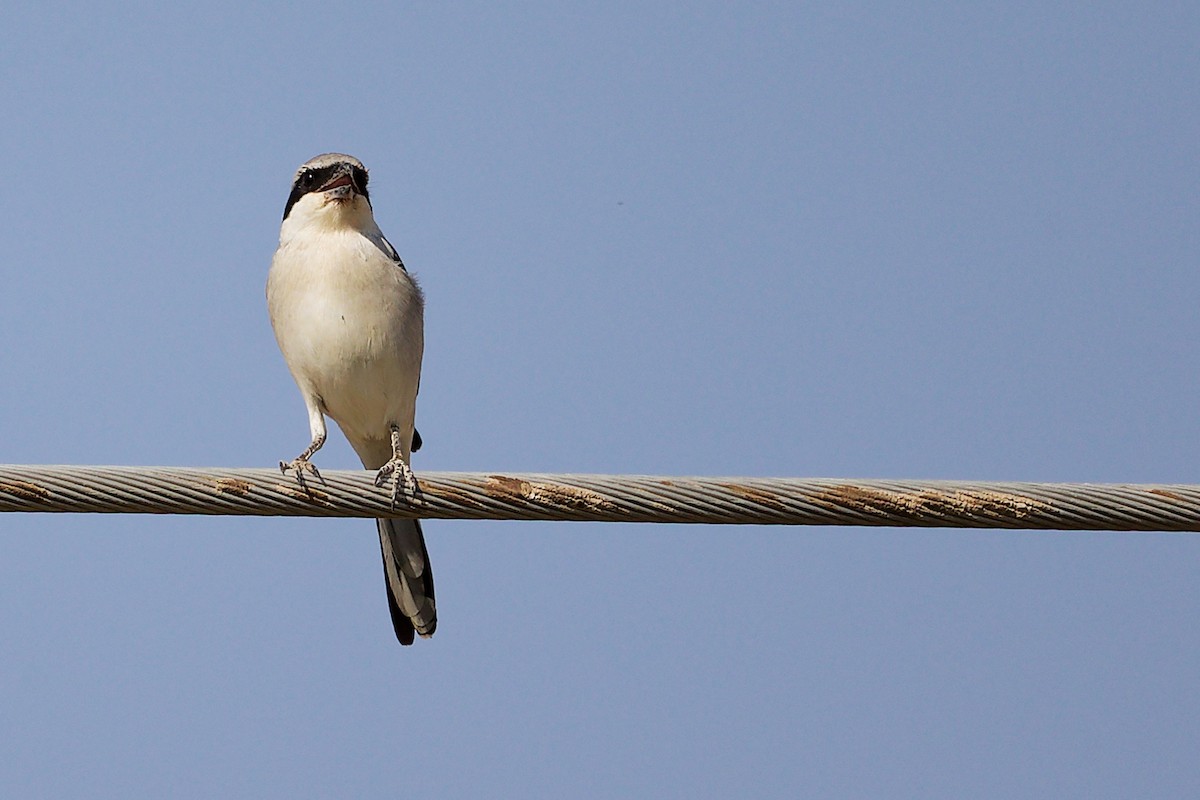Great Gray Shrike (Arabian) - ML645267693