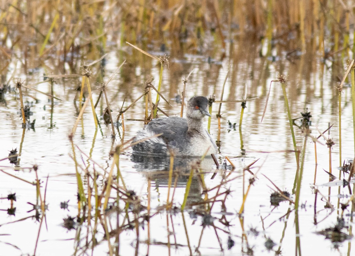 Grèbe à cou noir - ML645267701