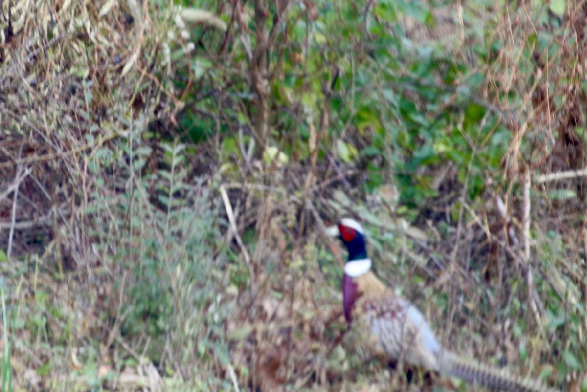 Ring-necked Pheasant - ML645267703