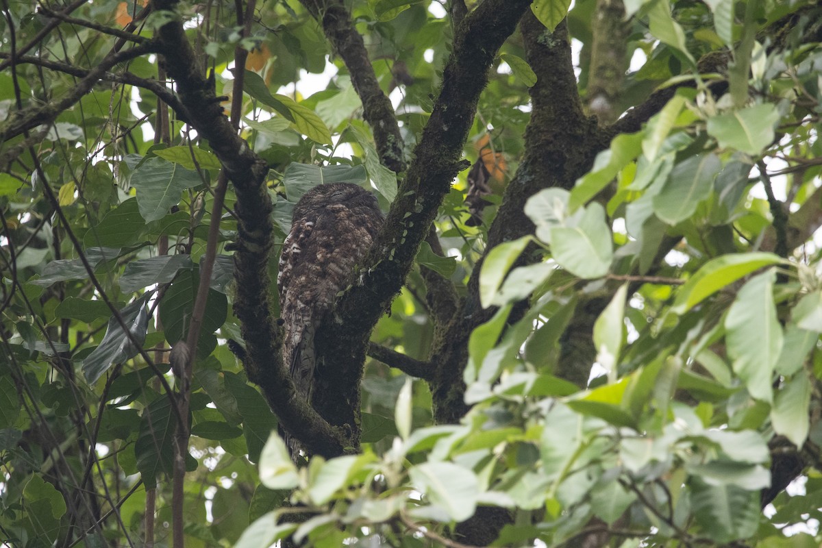Great Potoo - ML645267704