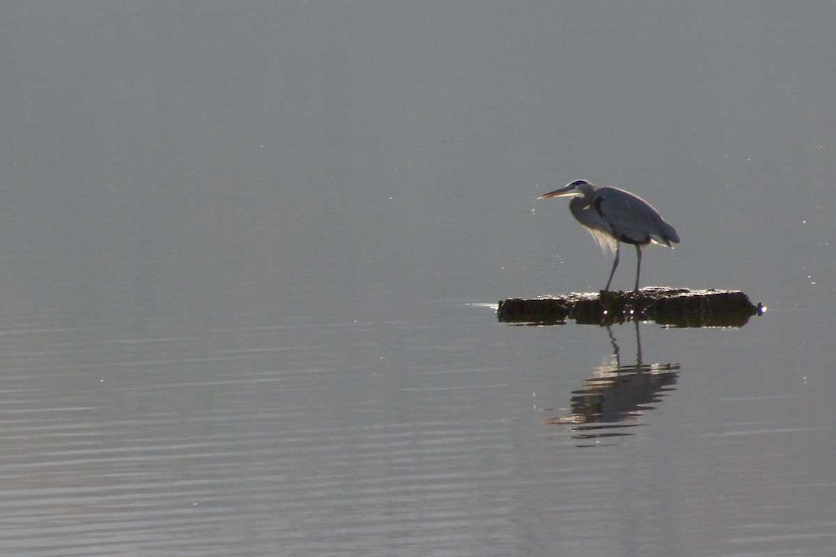 Great Blue Heron - ML645267710