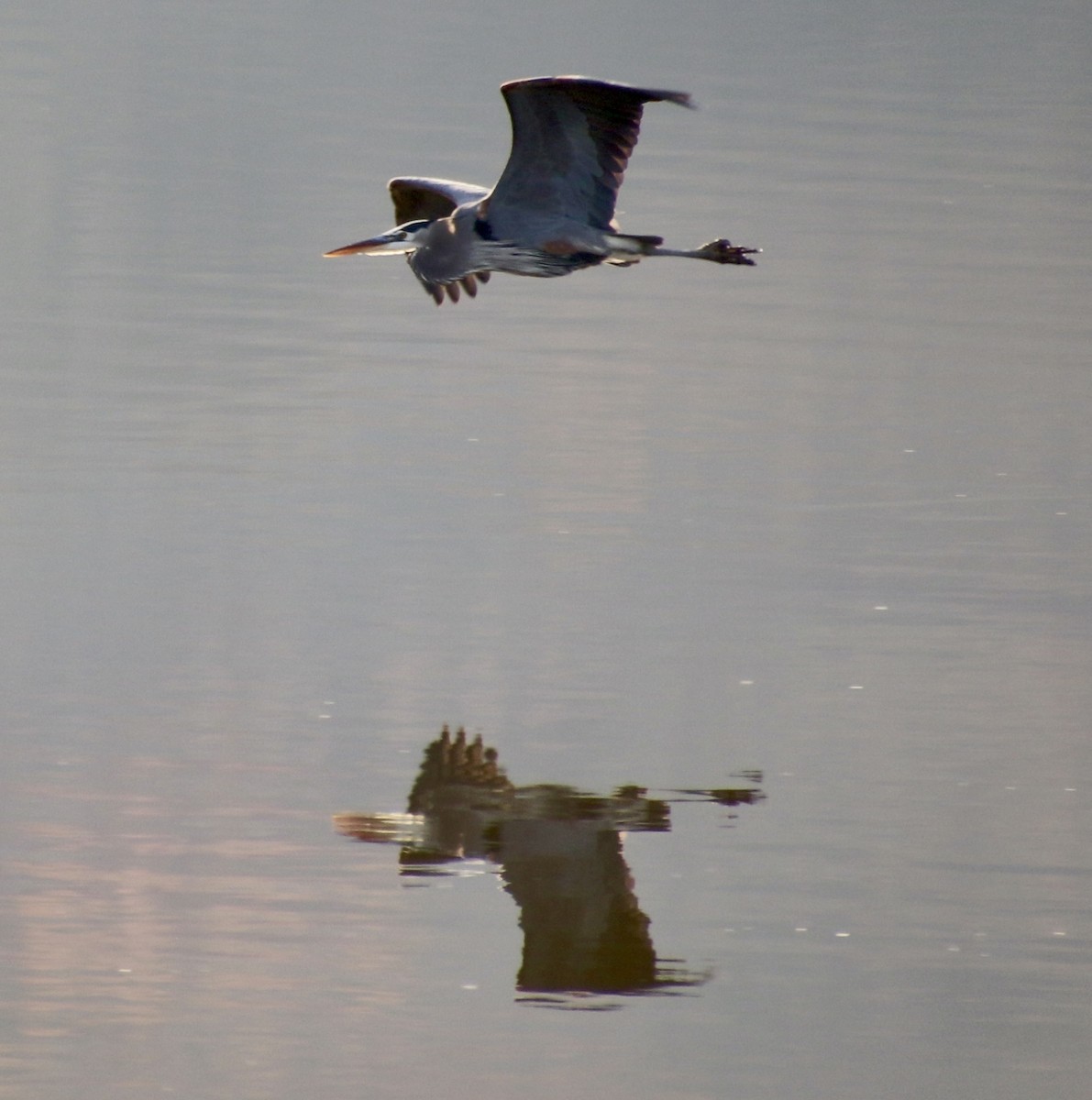 Great Blue Heron - ML645267711