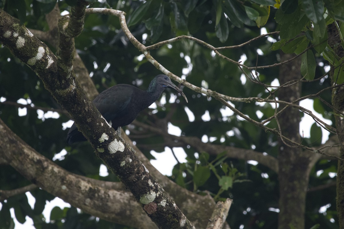 Green Ibis - ML645267713