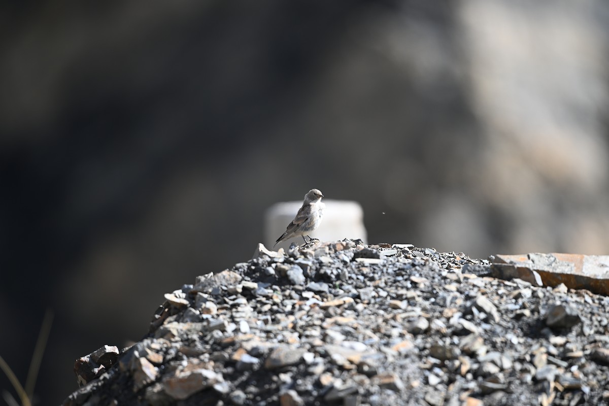 Black-headed Mountain Finch - ML645267715