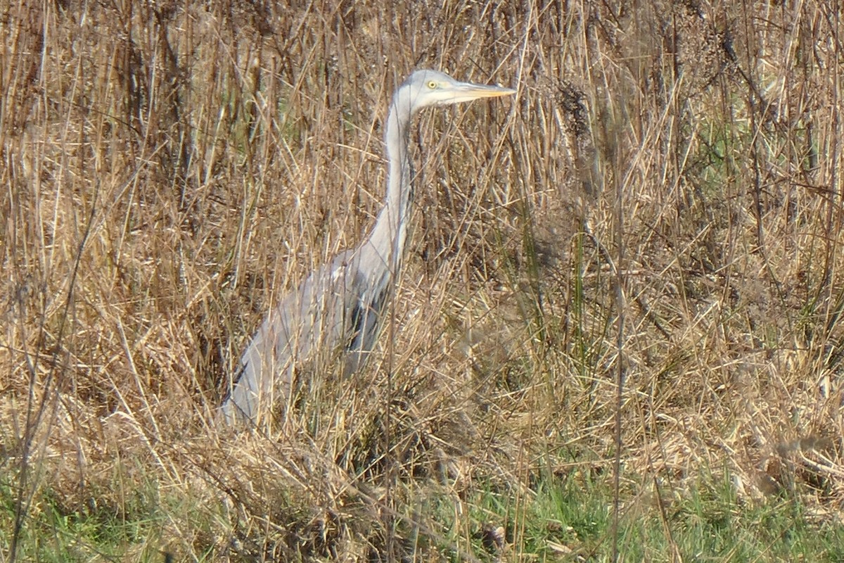 Gray Heron - ML645267716