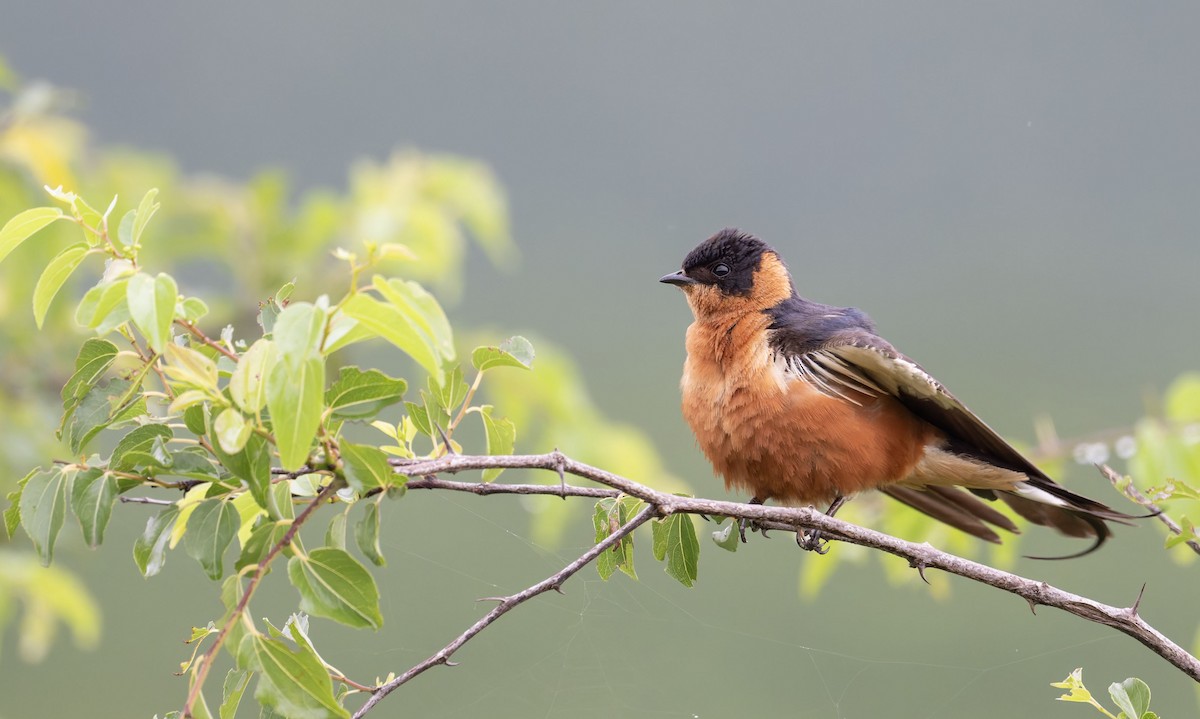 Rufous-chested Swallow - ML645267718