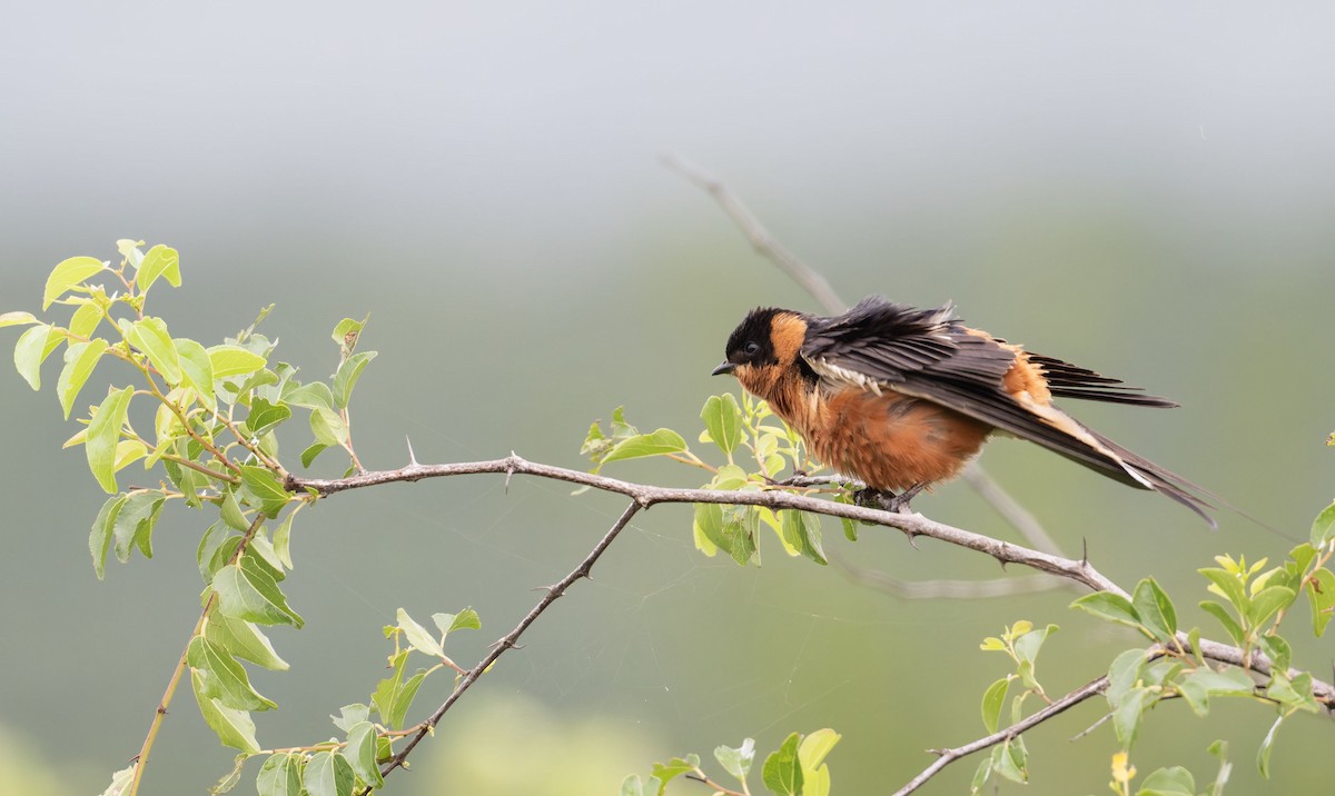 Rufous-chested Swallow - ML645267719