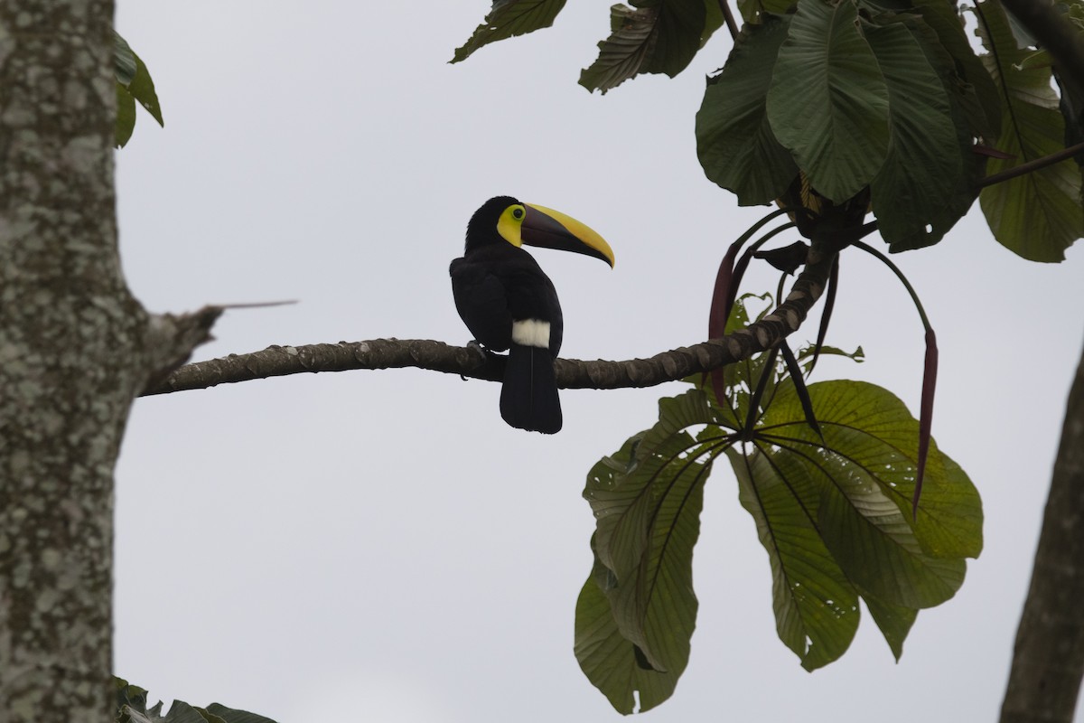 Yellow-throated Toucan - ML645267721