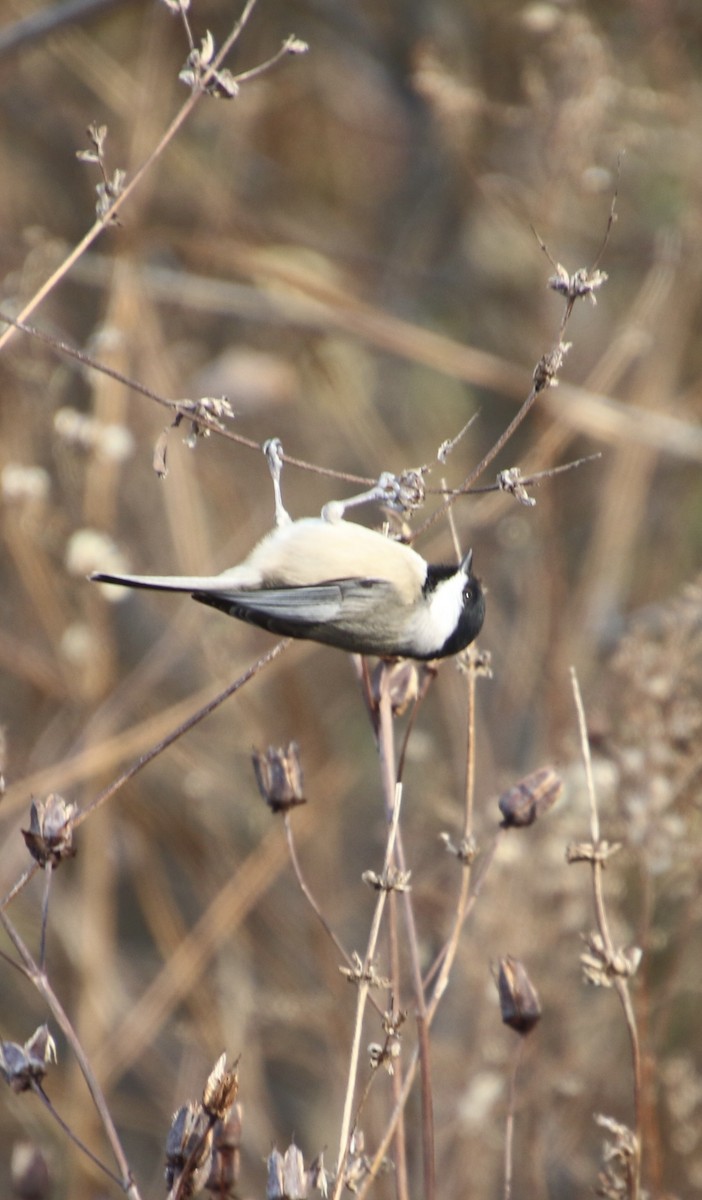 Carolina Chickadee - ML645267728