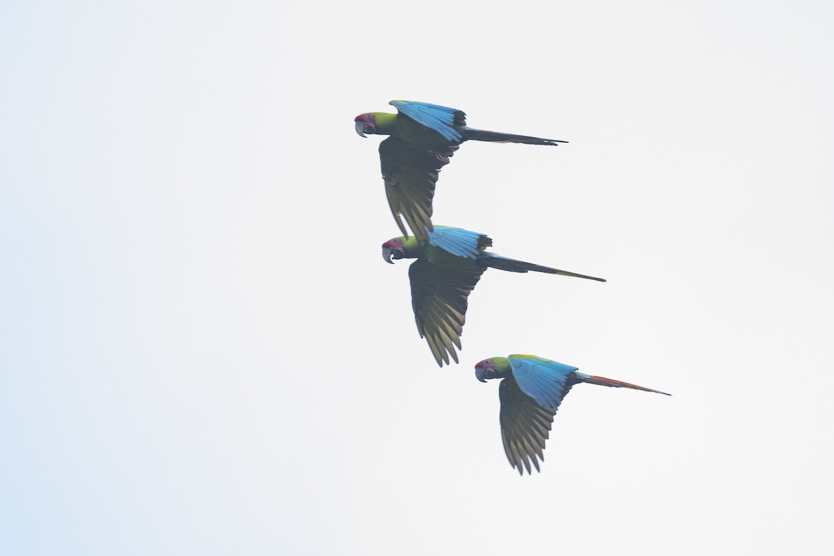 Great Green Macaw - ML645267730