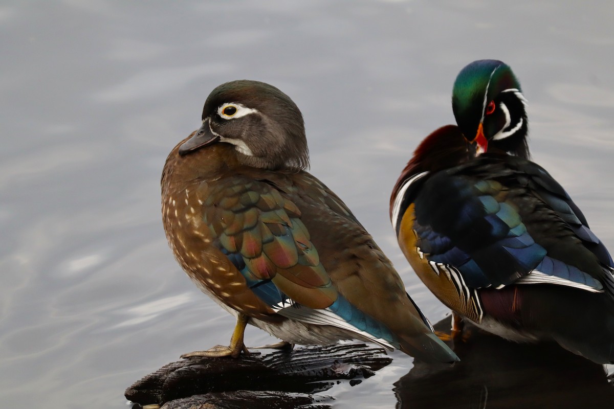 Canard branchu - ML645267733