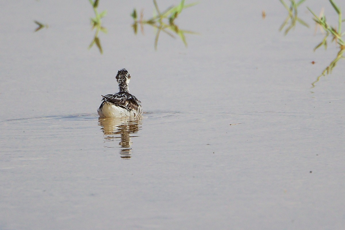 Phalarope à bec étroit - ML645267734