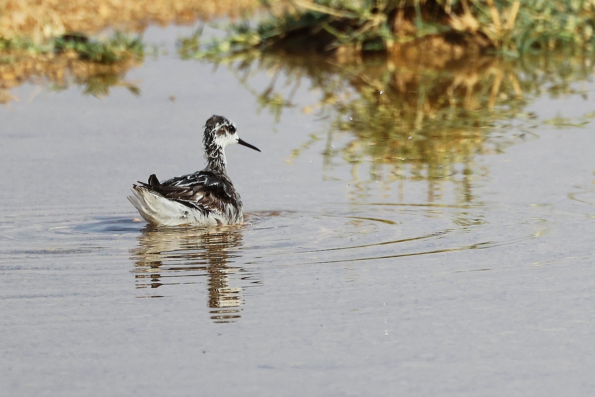Phalarope à bec étroit - ML645267735